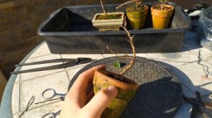 С чего начать бонсай? Выращивание бонсай с нуля. Правильное формирование черенков и саженцев бонсай