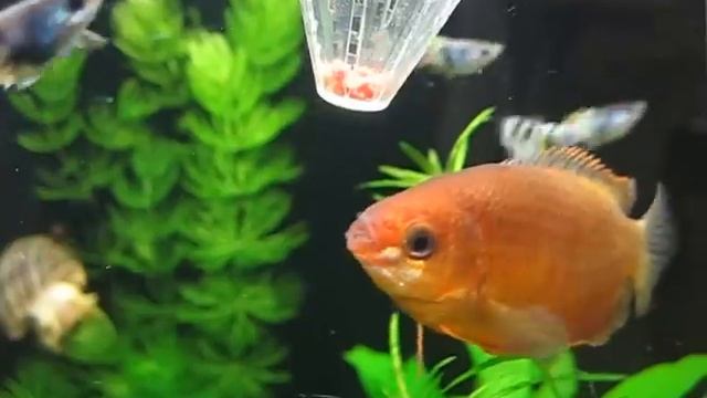 Гуппи , неоны смотреть онлайн