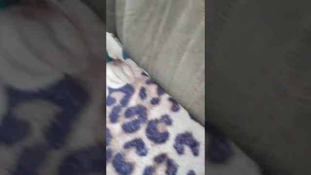 Породистая крыса девочка смотреть онлайн