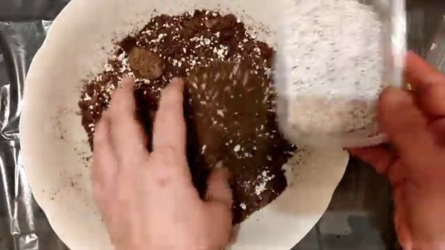 Гелиамфора "Поникающая". Heliamphora Nutans. Пересадка. смотреть онлайн