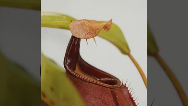 Les Plantes Carnivores (Le Népenthès, Le Drosera Et La Dionée) Avec Leur Stratégie De Capture
