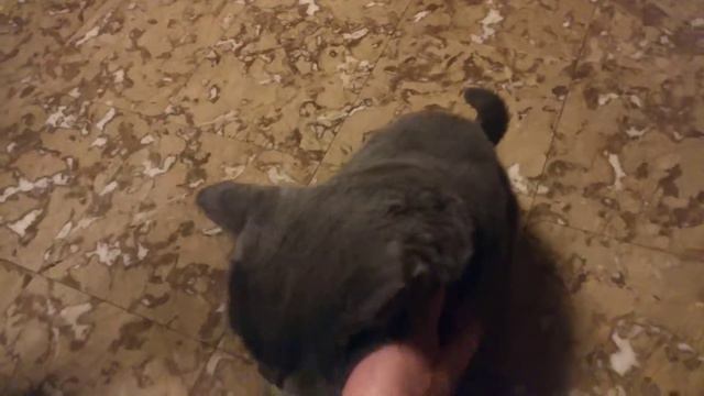 Ночные почесушки смотреть онлайн