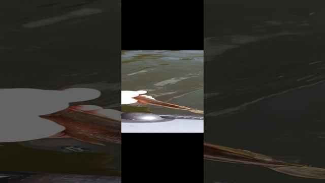 Отпускаем шнурка