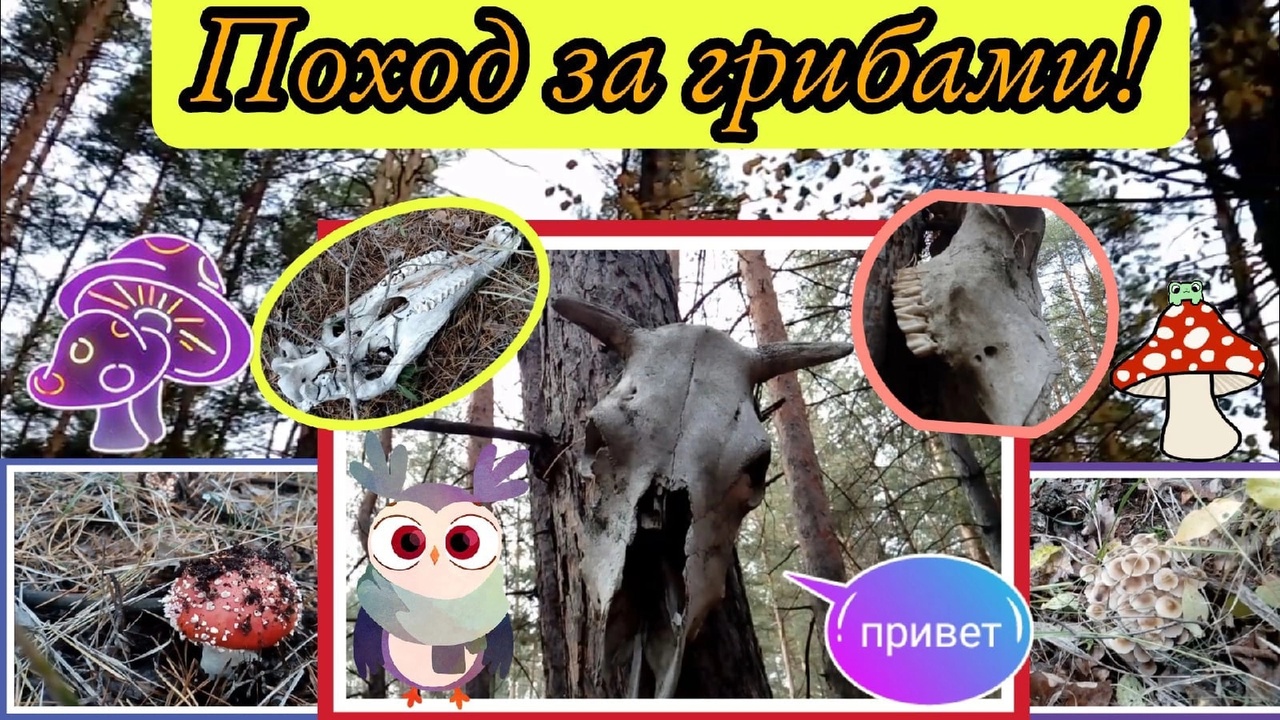 Поход за грибами/Кости животных смотреть онлайн