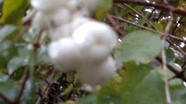 Lacrime d'Italia (Symphoricarpos Albus) смотреть онлайн