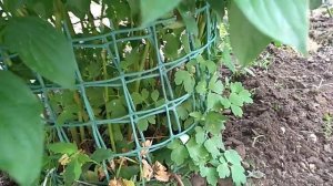 Бюджетная опора для пиона.