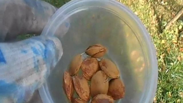 выращивание абрикоса из косточек смотреть онлайн