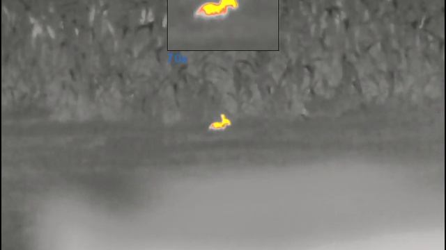 Pulsar Thermion 2 XQ 50 смотреть онлайн