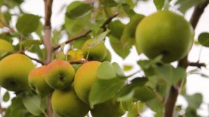 Зимостойкая и урожайная груша Радужная