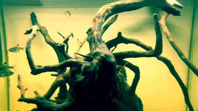 Красный рак подрос. Растут раки по разному. смотреть онлайн