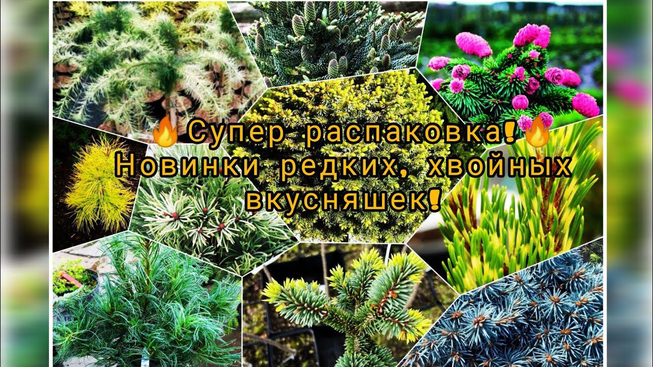 Большая распаковка! Новинки редких хвойных вкусняшек в моём саду! 1 июля 2023г смотреть онлайн