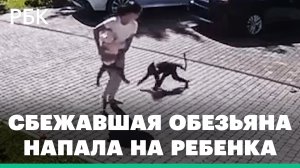 Обезьяна напала на ребенка в Подмосковье. Двухлетнюю девочку госпитализировали