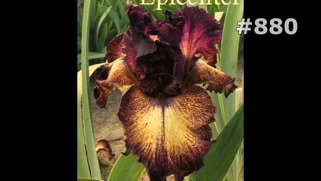 #880. Ирисы - самые яркие цветы смотреть онлайн