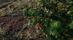 Ремонт в доме кубанце. Собираю орех.