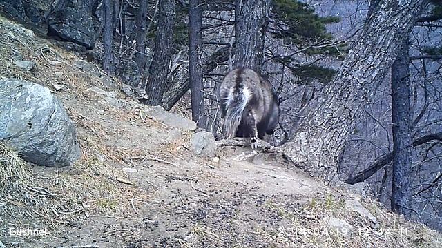 Амурский горал смотреть онлайн