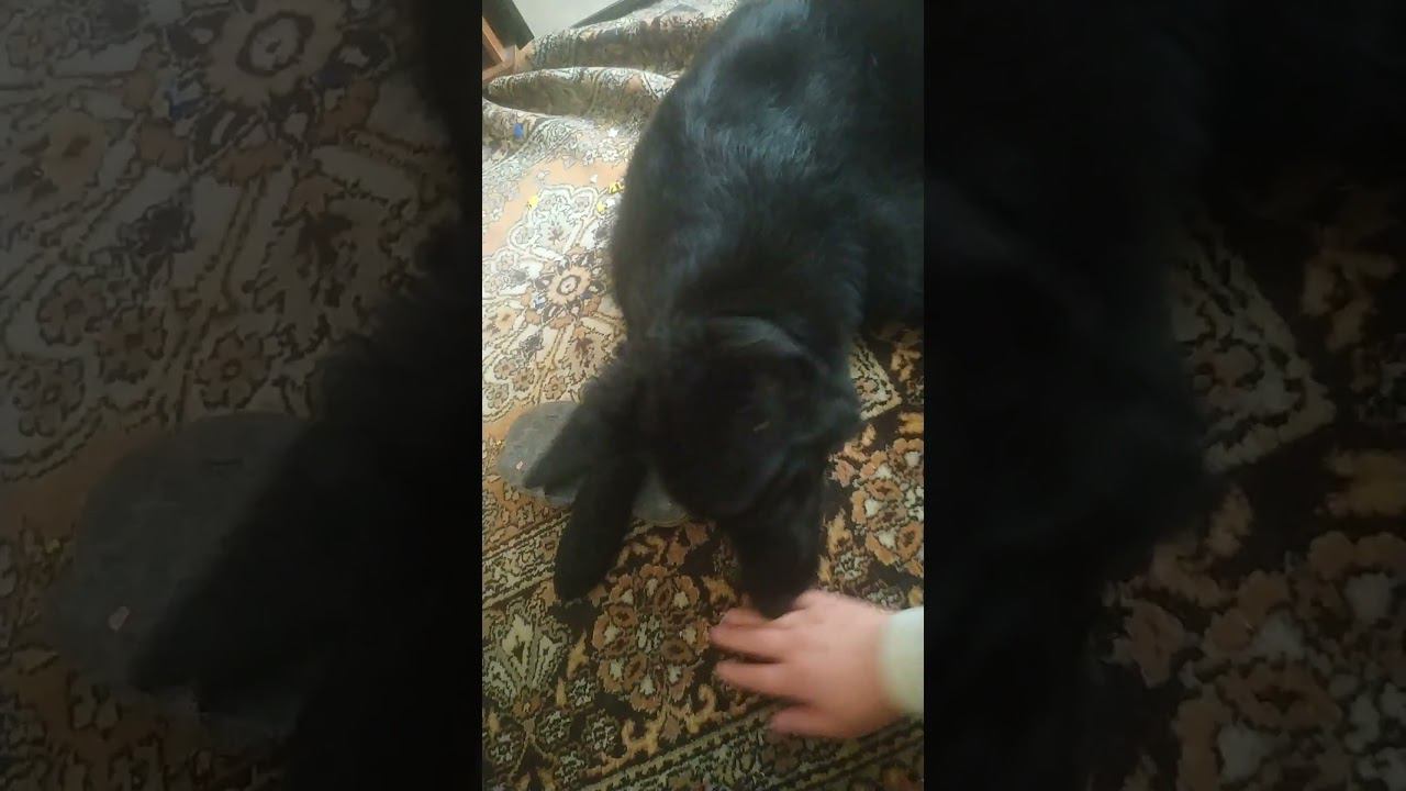 ВЕО черная Восточно Европейская Овчарка 23 смотреть онлайн