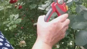 Обрезка роз в июле, после первой волны цветения.