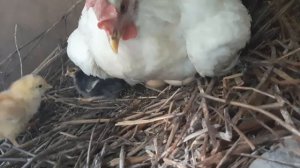 Курочка выводит цыплят. Что надо делать и чего делать не стоит.