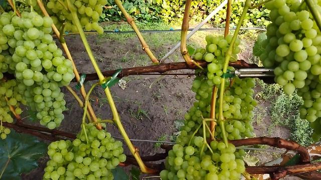 Виноград Цимус смотреть онлайн