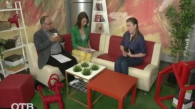 Знакомство с питомцами: пушистые грызуны шиншиллы (14.07.15) смотреть онлайн