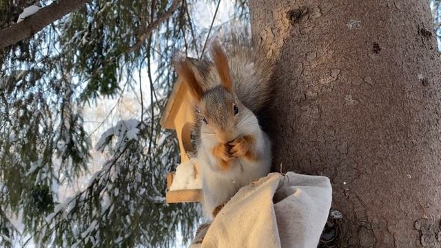 Белки хулиганки + рецепт курицы с брокколи | Squirrels-hooligans + chicken recipe with broccoli смотреть онлайн