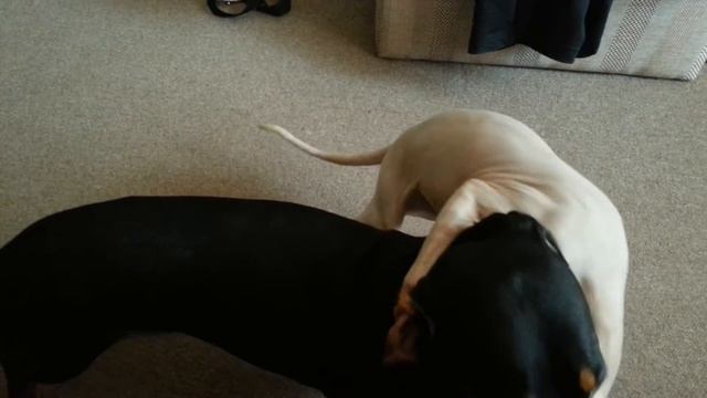 живут как кошка с собакой смотреть онлайн