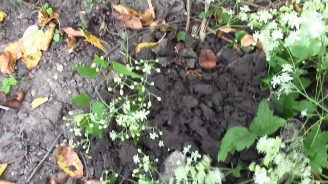 КЛЕМАТИС МЕЛКОЦВЕТКОВЫЙ БЕЛОЕ ОБЛАКО В САДУ! смотреть онлайн