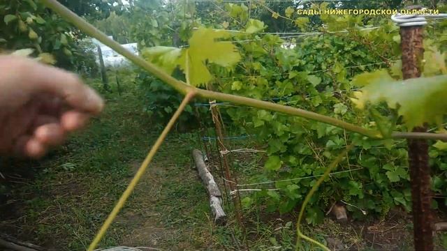 Уход за виноградом летом смотреть онлайн