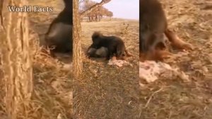 Тибетский Мастиф против Волка, Реальная битва - волк против собаки (2021) / 2 часть