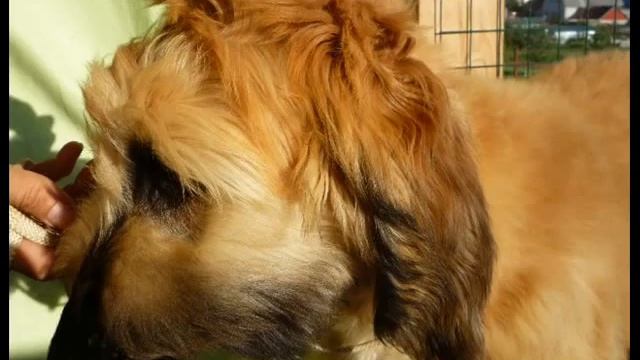 Продаются подрощенные щенки афгана смотреть онлайн