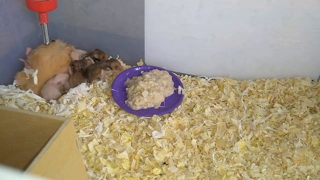 ХОМЯЧАТА УЖЕ КУШАЮТ САМИ КАШКУ И ХОДЯТ) смотреть онлайн