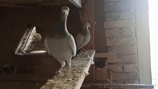 ПОЧТОВЫЕ ГОЛУБИ КАК ОНИ СИДЯТ НА ЯЙЦАХ. смотреть онлайн