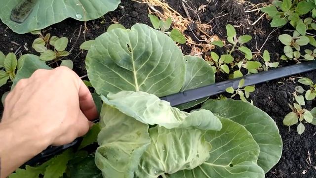 Ранняя капуста Пандион в поле Early cabbage Pandion in the field смотреть онлайн