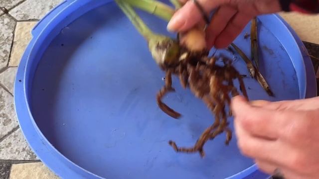 Цимбидиум. Посадка и основы ухода. Cymbidium Ruby Pendant. Покупка на EBay .