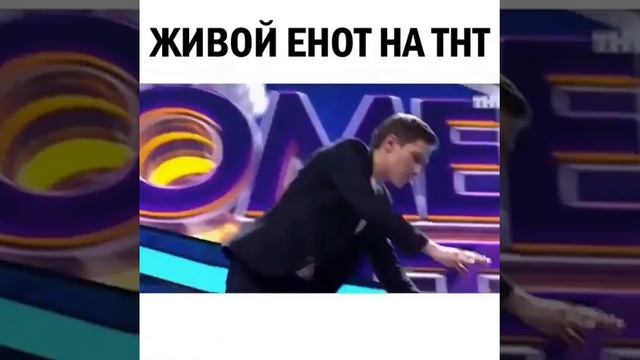 Прикол! Живой енот) смотреть онлайн