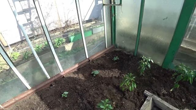 Земля прогрелась - пора высаживать огурцы из пакетов и сеять семенами в теплицу смотреть онлайн