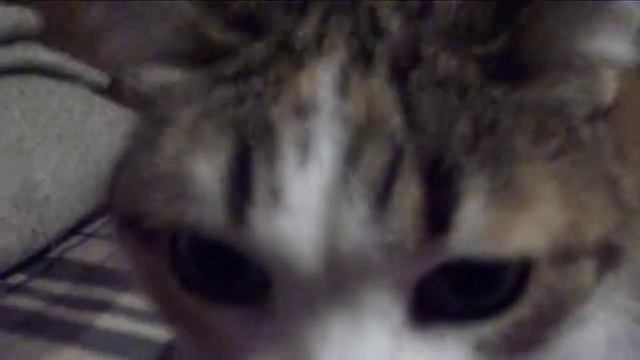 Кошка Ася смотреть онлайн