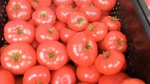 Томат МЕЙ ШУАЙ. Мобильный агроном Агросемцентр.