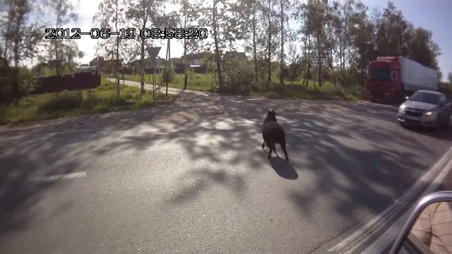 Бараны люди?