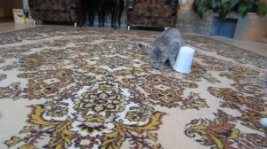 ПРИКОЛЫ от АНЮТЫ КОТ МАЛЫШ И КОШЕЧКА МУРКА В НОВЫХ РОЗЫГРЫШАХ! Смешные розыгрыши над котами