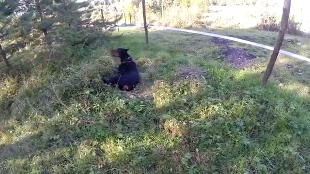 Там где конь не валялся, валяется доберман 😆 смотреть онлайн