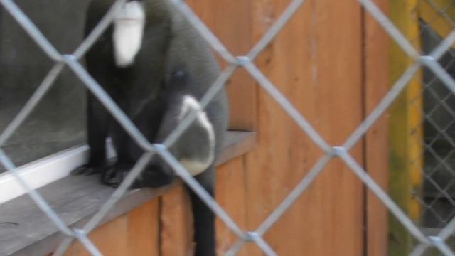 Little Miss Anabella в Зоопарке. Zoo. Limpopo. Красивое видео. Зоопарк Лимпопо.