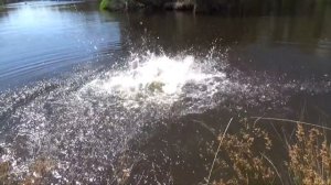 How To Tame a Wild Animal