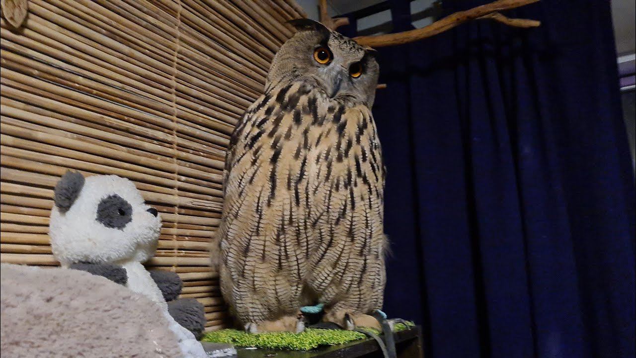 Yoll's Stream совиный общительный. Делаем салат, смотрим, как сову ест гусеница