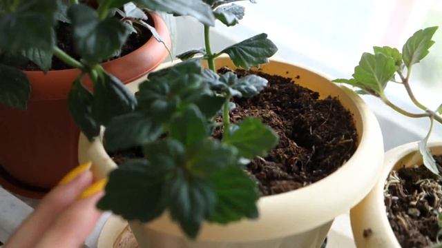 Ахименесы перед цветением смотреть онлайн