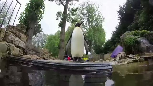 пингвин который боялся воды смотреть онлайн
