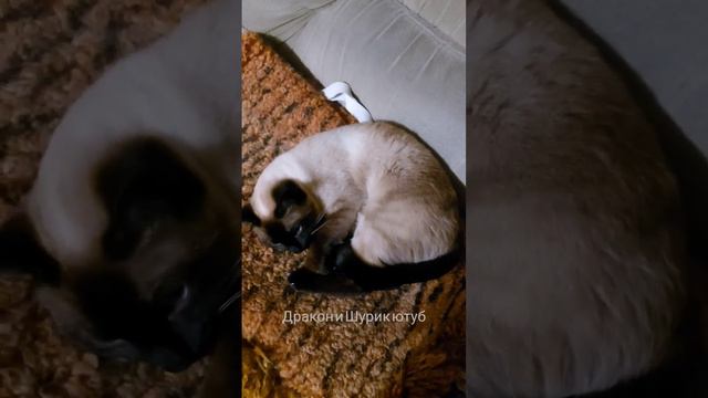 Сиамкая кошка и кот смотреть онлайн