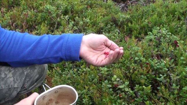 Ягоды Севера / Northern berries смотреть онлайн