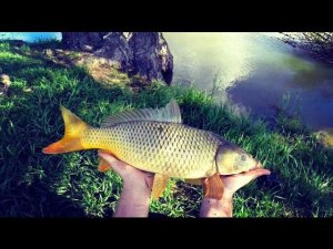 Когда на рыбалке улыбнулась удача. Сазан (речной карп).