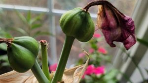 Как опылить Гиппеаструм или Амариллис